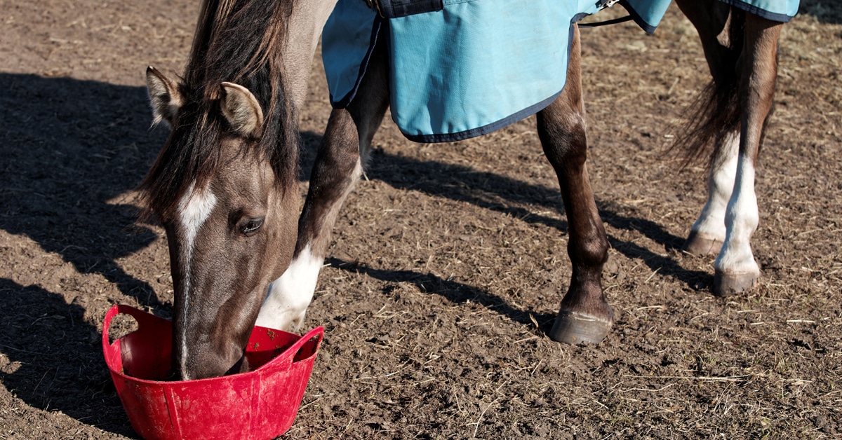 A horse eating feed out of a bucket.